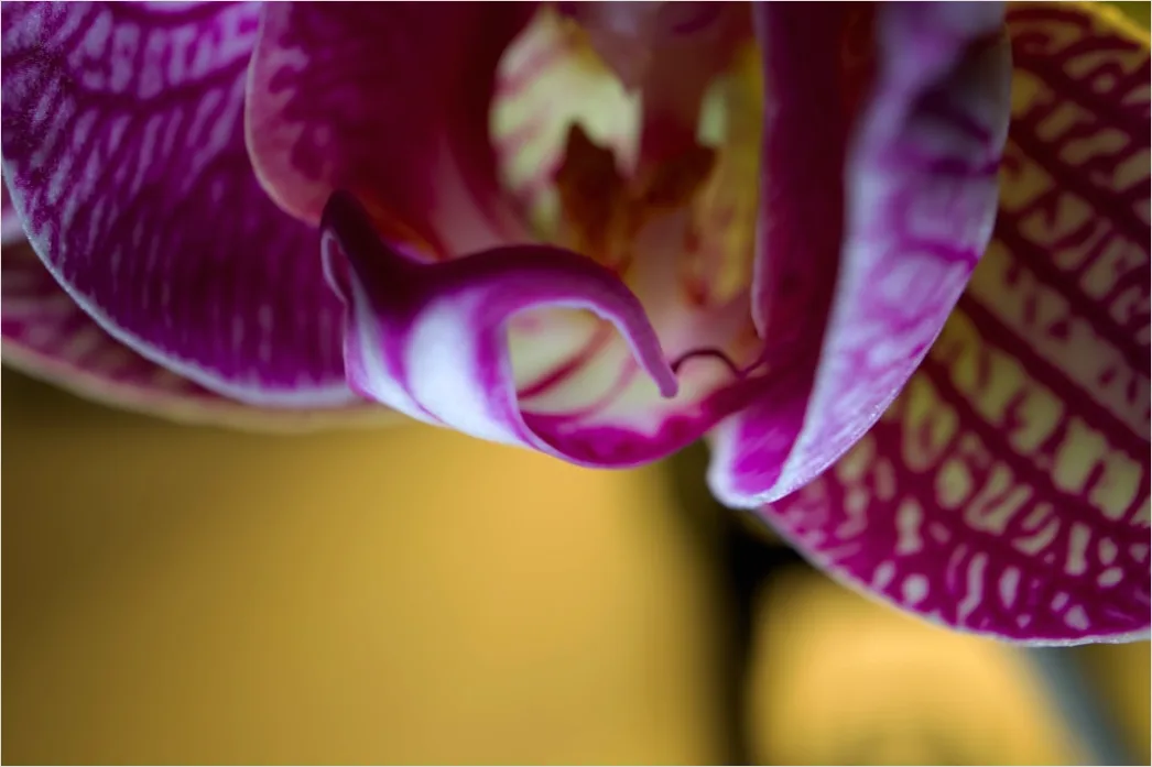 Detail Orchidee Makro Nahaufnahme Blüte Detail Number 15