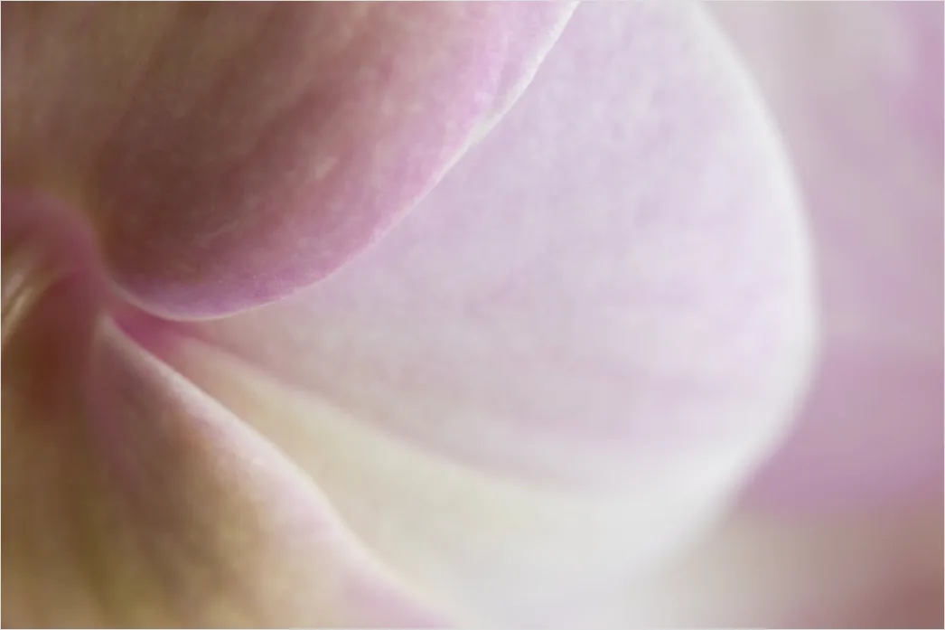 Detail Orchidee Makro Nahaufnahme Blüte Detail Number 16