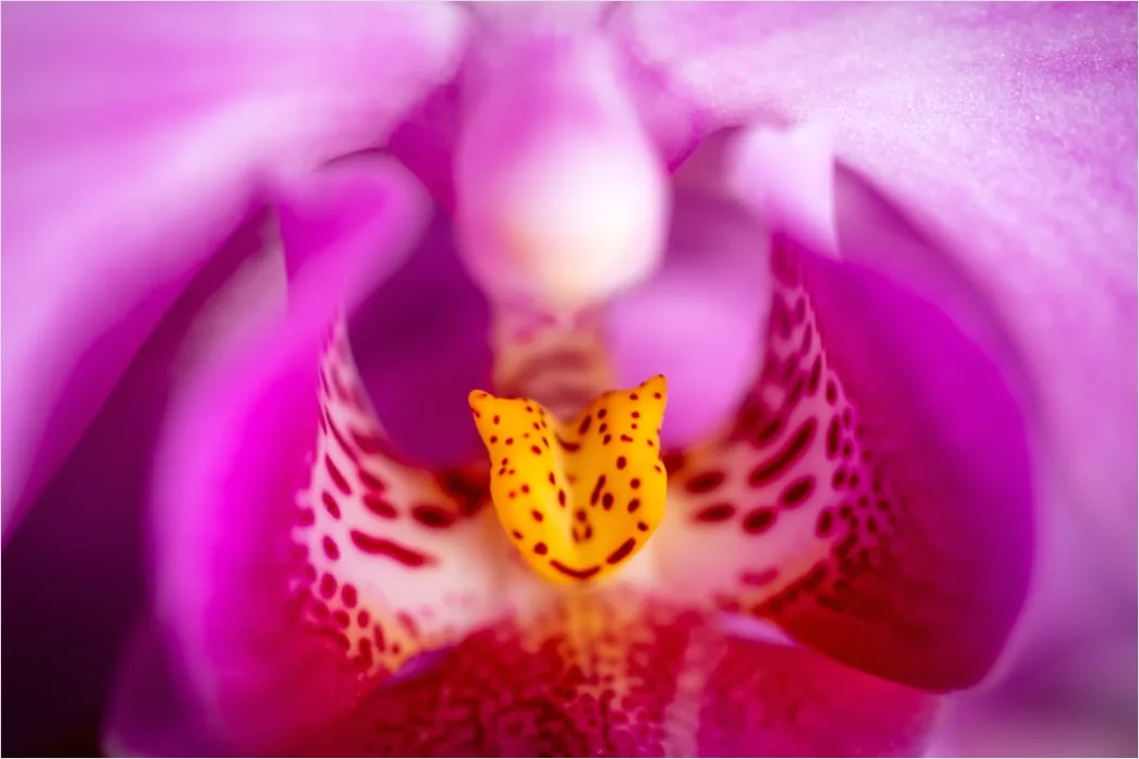 Detail Orchidee Makro Nahaufnahme Blüte Detail Number 17
