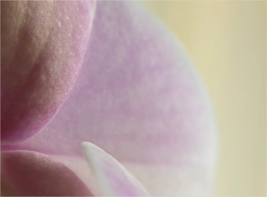 Detail Orchidee Makro Nahaufnahme Blüte Detail Number 18