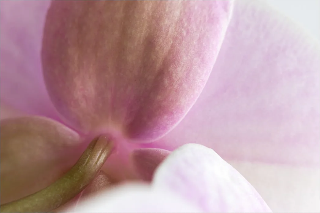 Detail Orchidee Makro Nahaufnahme Blüte Detail Number 19
