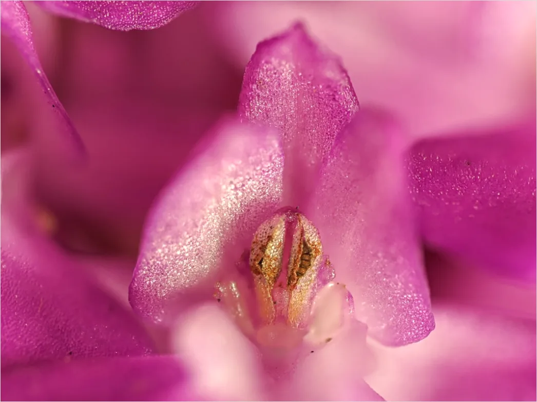 Detail Orchidee Makro Nahaufnahme Blüte Detail Number 20