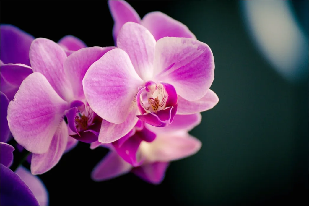 Detail Orchidee Makro Nahaufnahme Blüte Detail Number 3