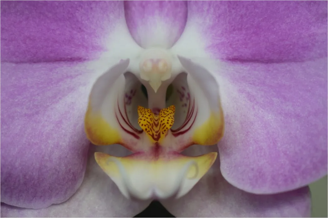 Detail Orchidee Makro Nahaufnahme Blüte Detail Number 4