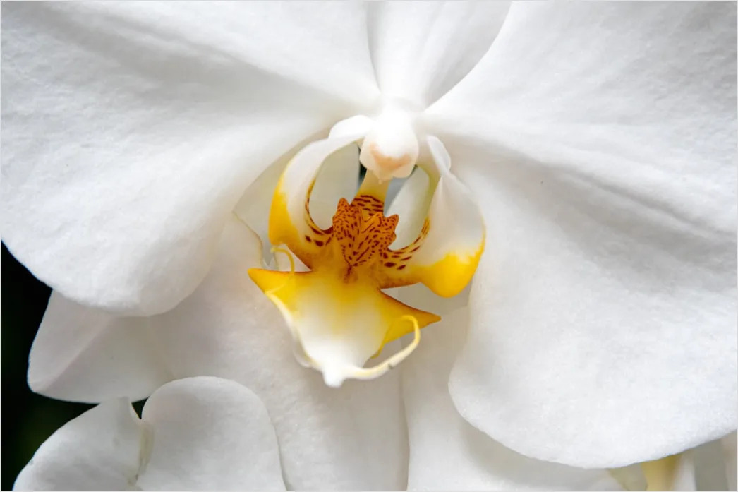 Detail Orchidee Makro Nahaufnahme Blüte Detail Number 5