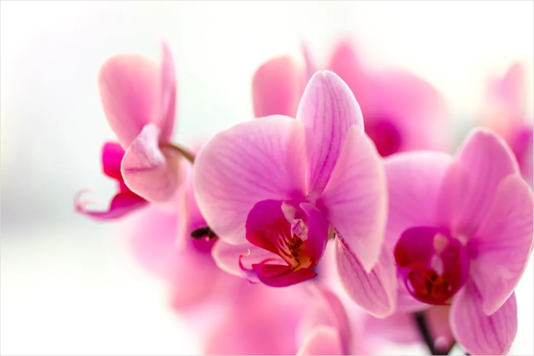 Detail Orchidee Makro Nahaufnahme Blüte Detail Number 6