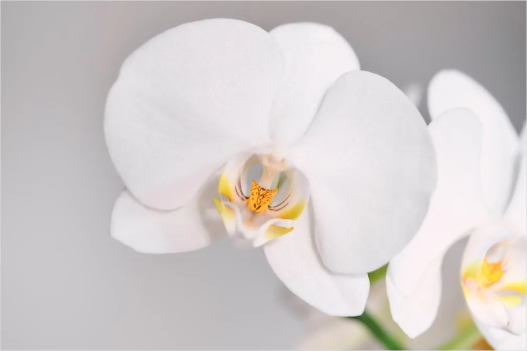 Detail Orchidee Makro Nahaufnahme Blüte Detail Number 7