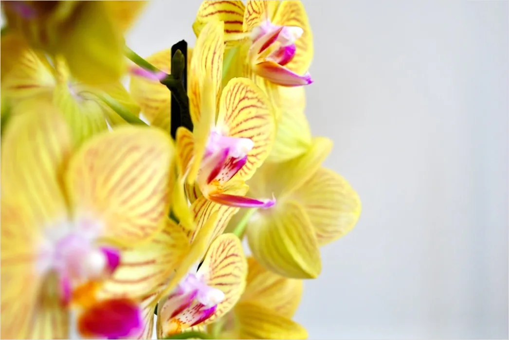Detail Orchidee Makro Nahaufnahme Blüte Detail Number 8