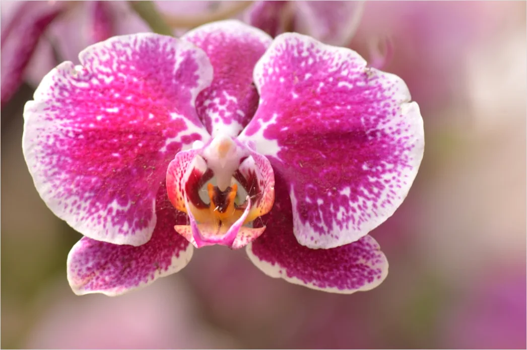 Detail Orchidee Makro Nahaufnahme Blüte Detail Number 10