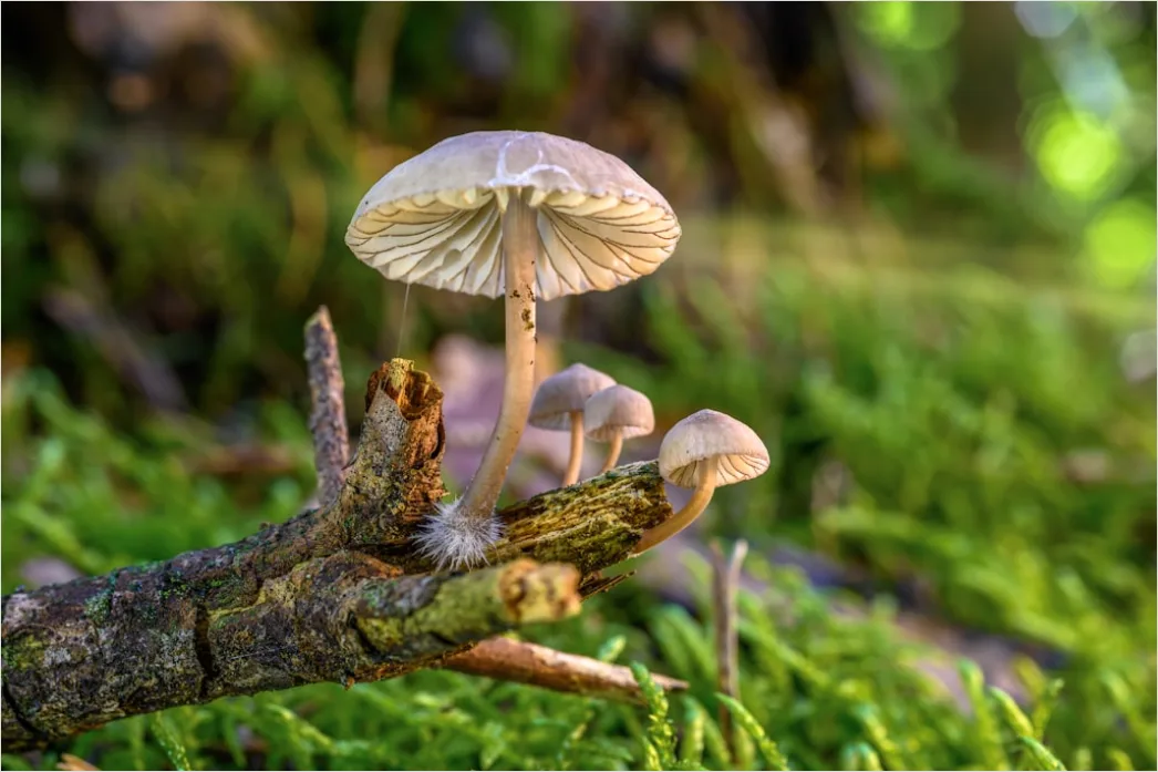 Pilz Makro Nahaufnahme Wald Bokeh E5ff