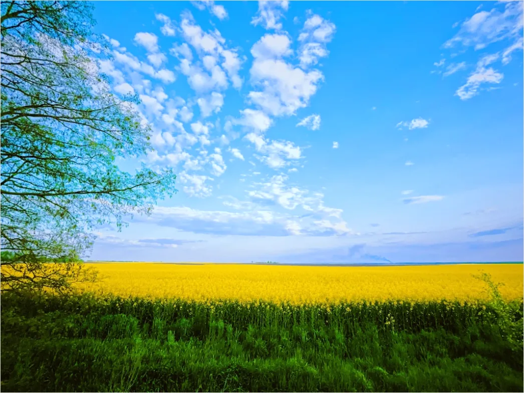 Rapsfeld Gelb Fruehling Blauer Himmel C8b5