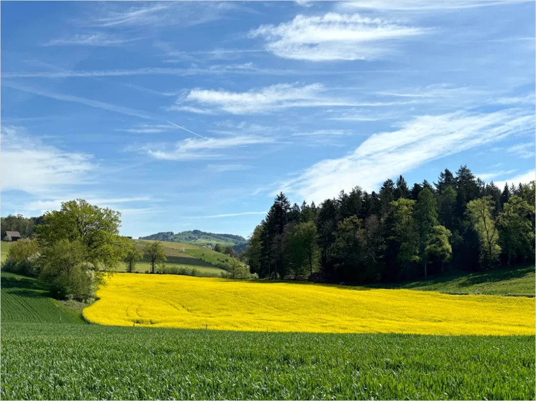 Detail Rapsfeld Gelb Frühling Blauer Himmel Number 11