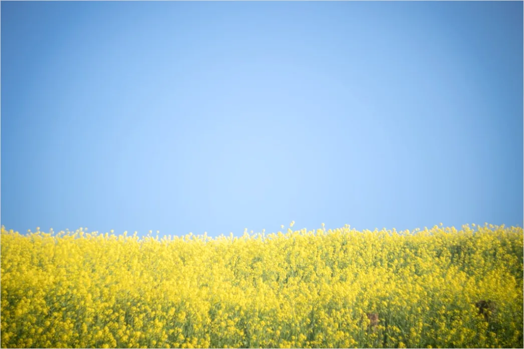Detail Rapsfeld Gelb Frühling Blauer Himmel Number 14