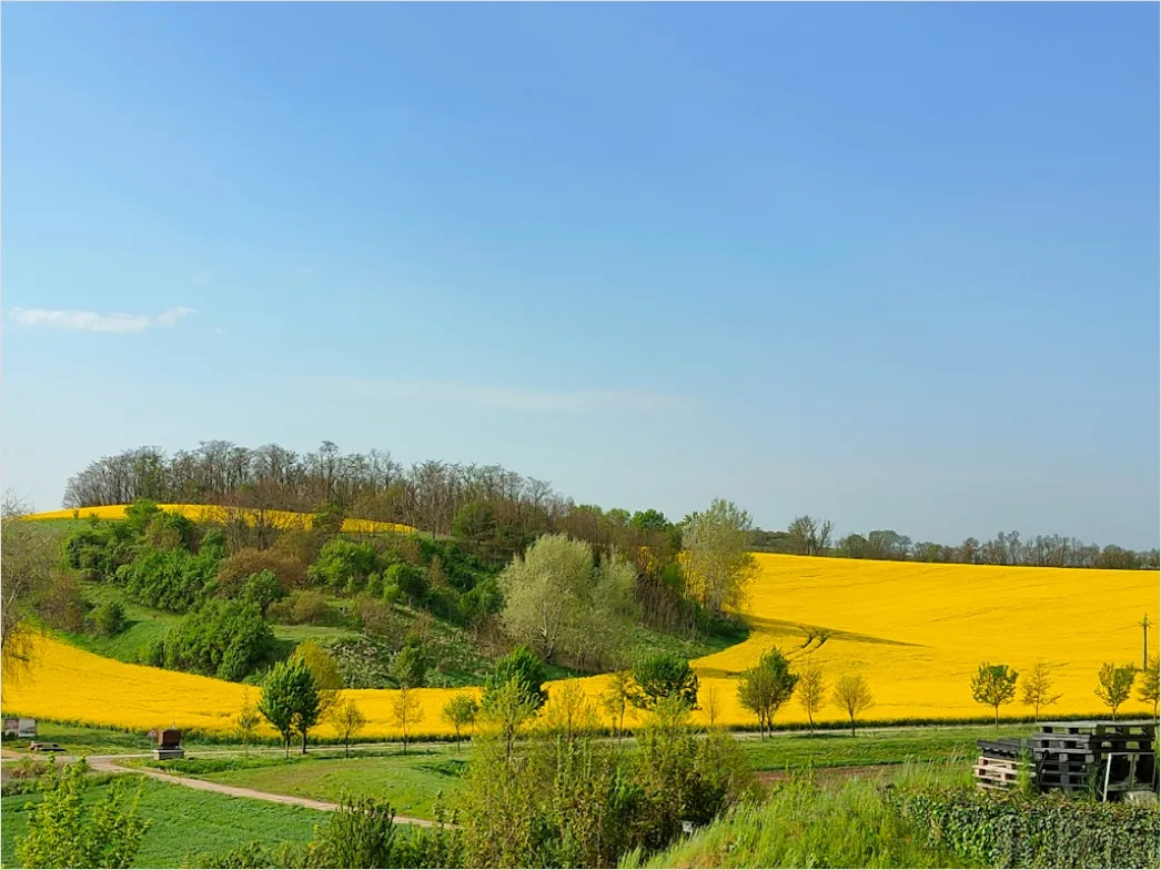 Detail Rapsfeld Gelb Frühling Blauer Himmel Number 15