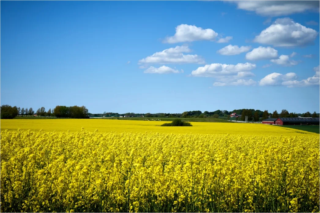 Detail Rapsfeld Gelb Frühling Blauer Himmel Number 17