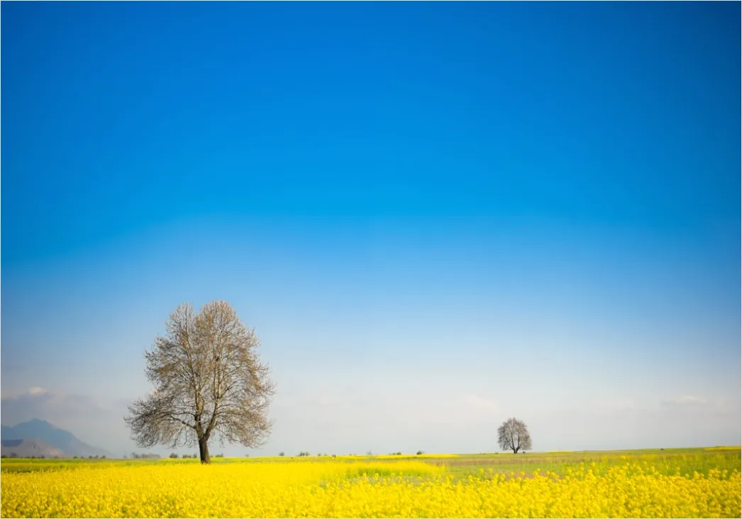 Detail Rapsfeld Gelb Frühling Blauer Himmel Number 18