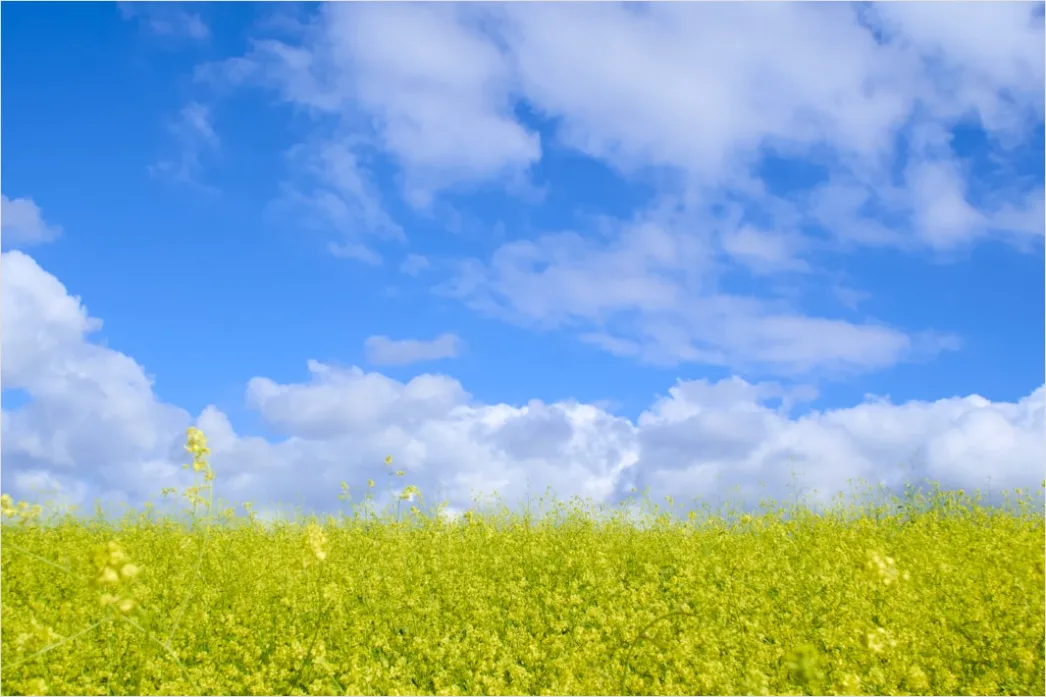 Detail Rapsfeld Gelb Frühling Blauer Himmel Number 19