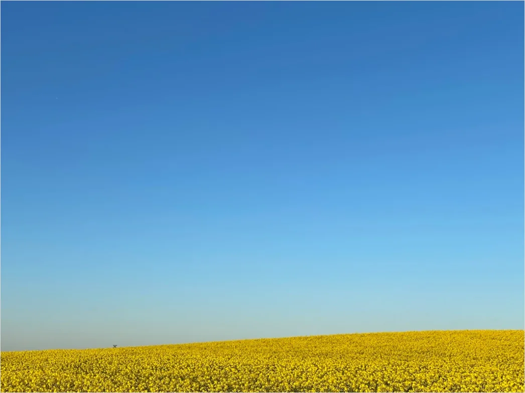Detail Rapsfeld Gelb Frühling Blauer Himmel Number 3