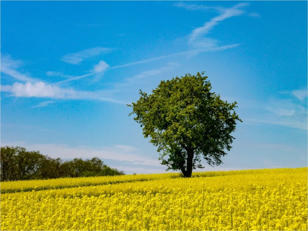 Detail Rapsfeld Gelb Frühling Blauer Himmel Number 4