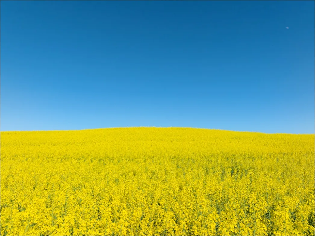 Detail Rapsfeld Gelb Frühling Blauer Himmel Number 7
