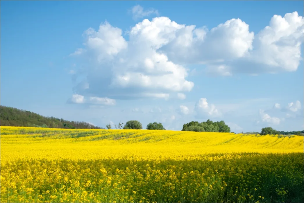 Detail Rapsfeld Gelb Frühling Blauer Himmel Number 8