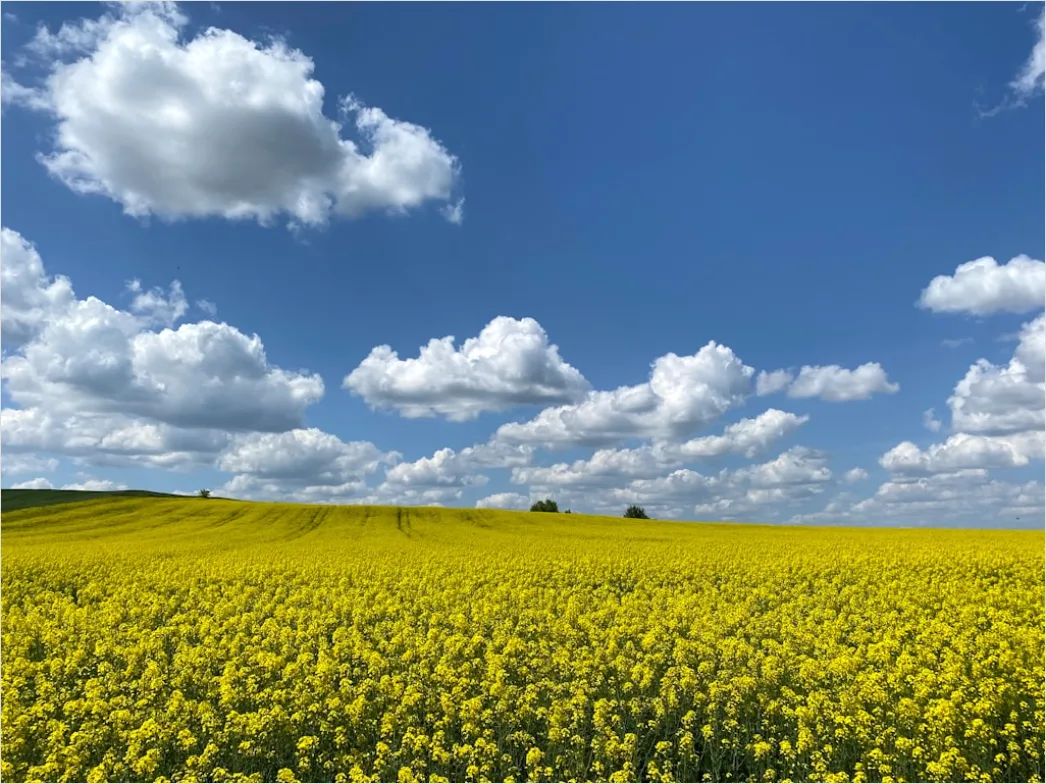 Detail Rapsfeld Gelb Frühling Blauer Himmel Number 9