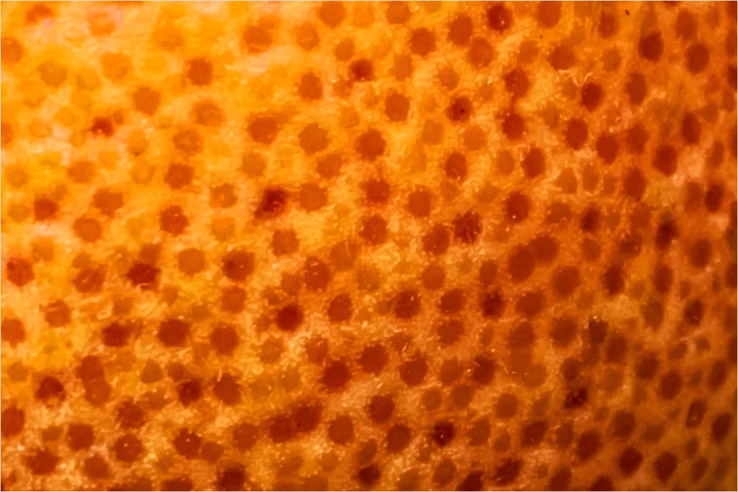 Detail Raupe Makro Nahaufnahme Farben Muster Number 2