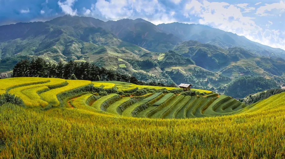 Reisfeld Terrassen Asien Gruen Landschaft F4f8