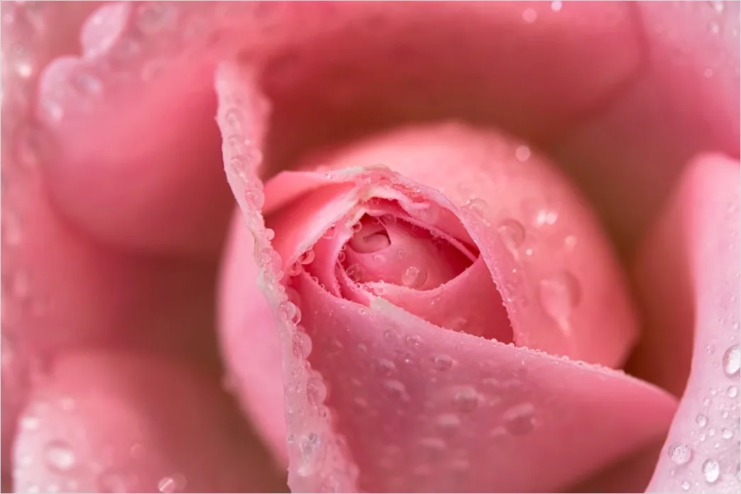 Rose Makro Nahaufnahme Tau Tropfen 6fd1