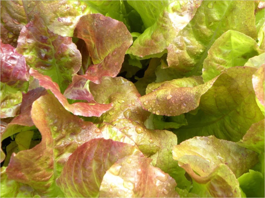 Detail Rote Beete Salat Teller Nahaufnahme Bunt Number 11