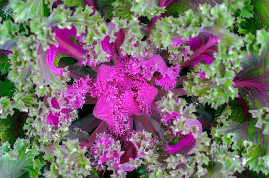 Detail Rote Beete Salat Teller Nahaufnahme Bunt Number 19