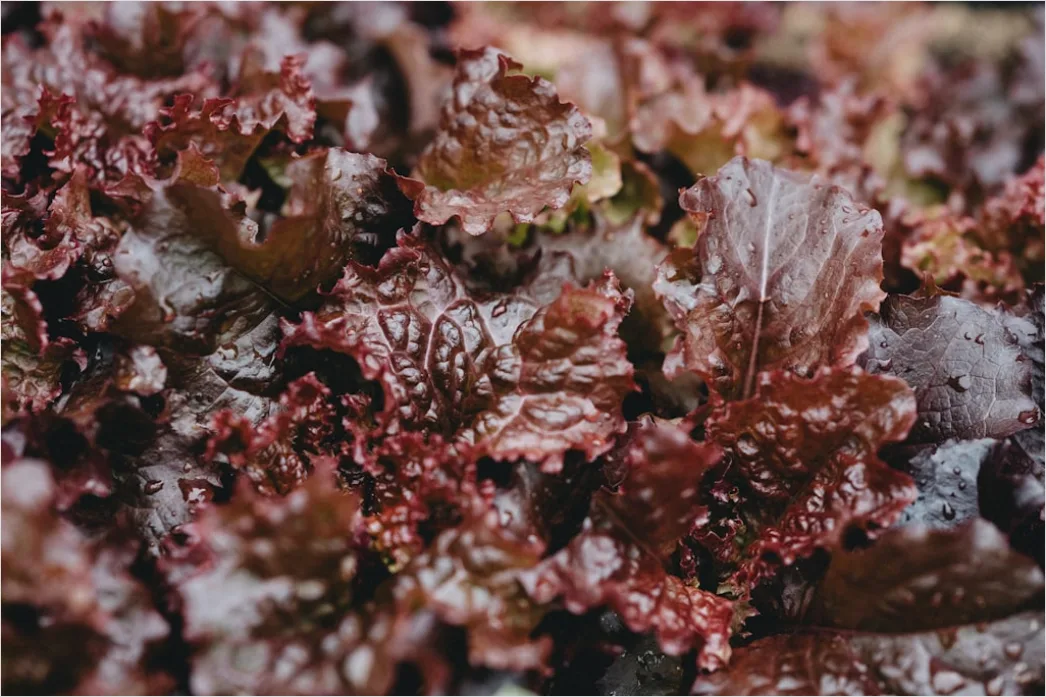 Detail Rote Beete Salat Teller Nahaufnahme Bunt Number 20
