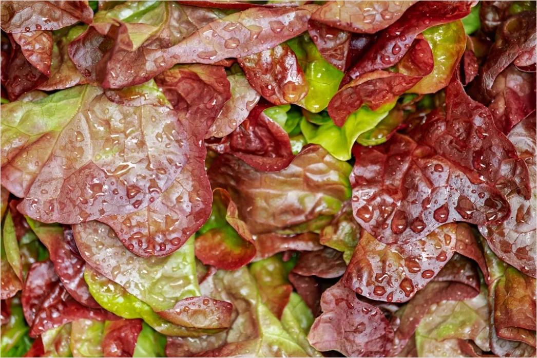 Detail Rote Beete Salat Teller Nahaufnahme Bunt Number 5