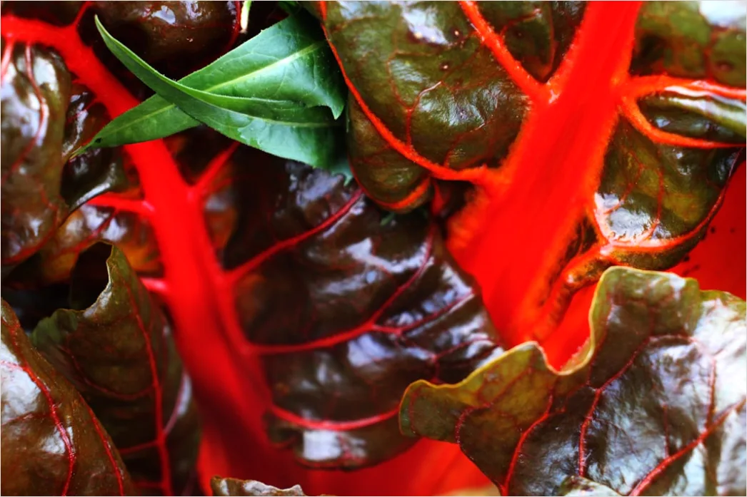 Detail Rote Beete Salat Teller Nahaufnahme Bunt Number 7