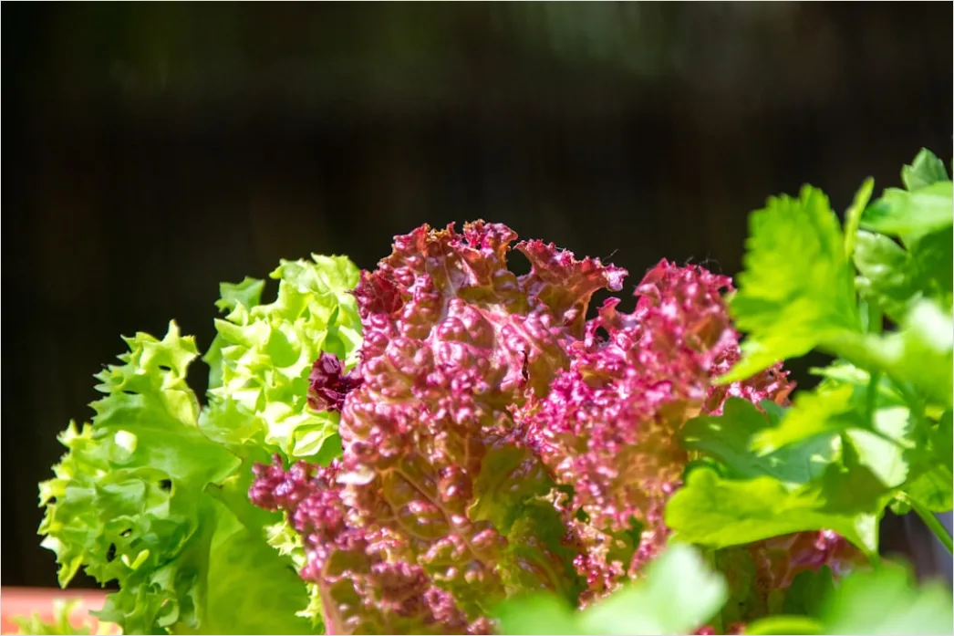 Detail Rote Beete Salat Teller Nahaufnahme Bunt Number 10