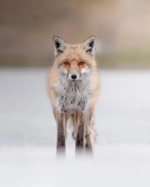 Rotfuchs Schnee Winter Portrait 4744