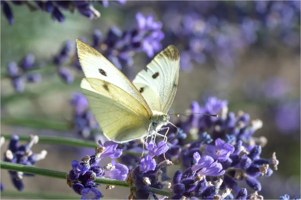 Schmetterling Blume Makro Nahaufnahme 9a92