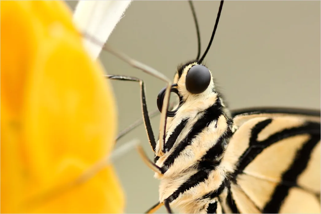 Detail Schmetterling Blume Makro Nahaufnahme Number 11