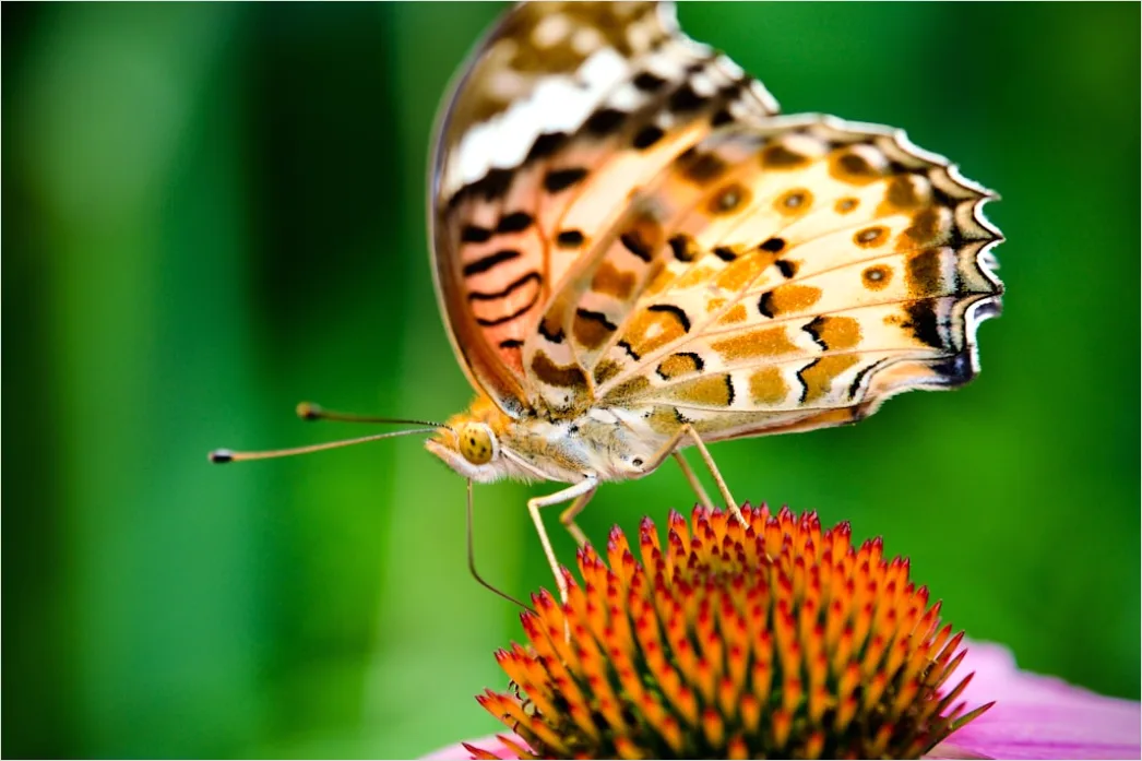 Detail Schmetterling Blume Makro Nahaufnahme Number 12