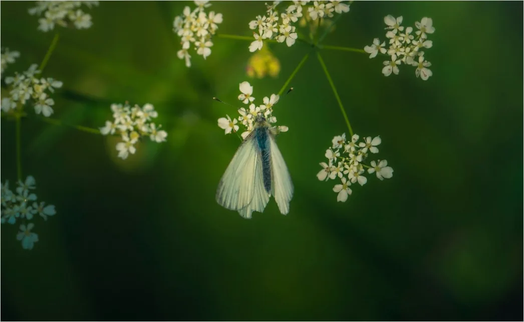 Detail Schmetterling Blume Makro Nahaufnahme Number 14