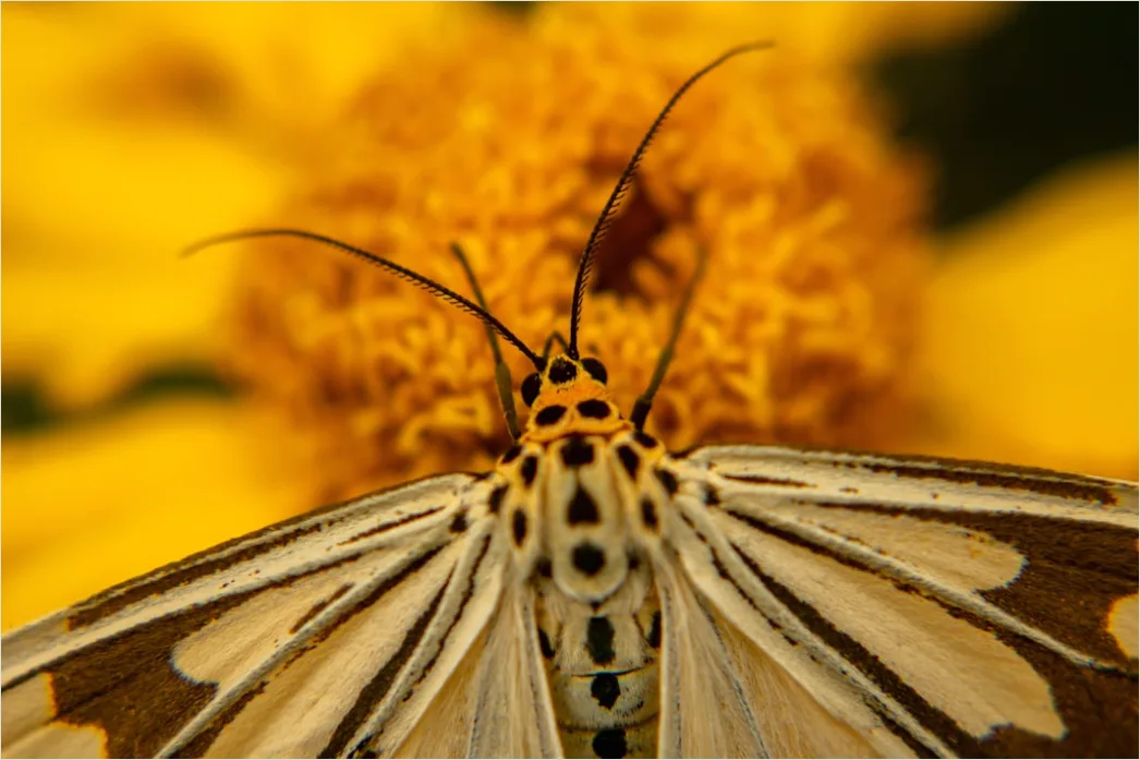 Detail Schmetterling Blume Makro Nahaufnahme Number 16