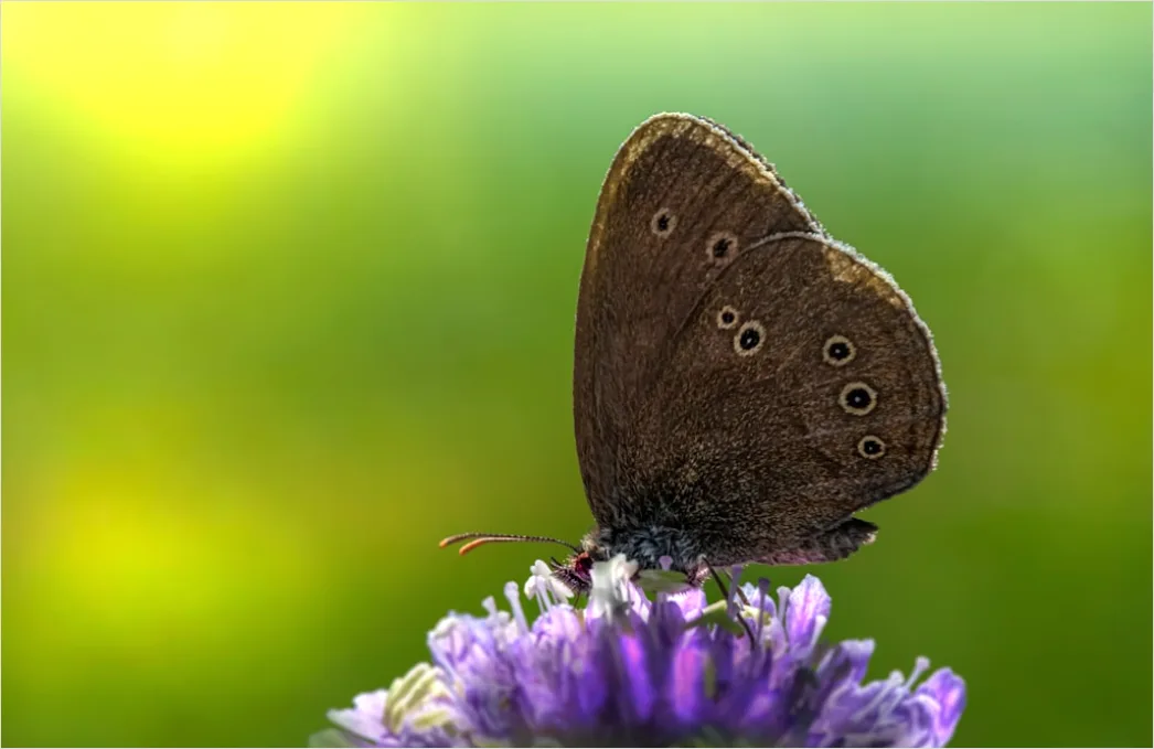 Detail Schmetterling Blume Makro Nahaufnahme Number 17