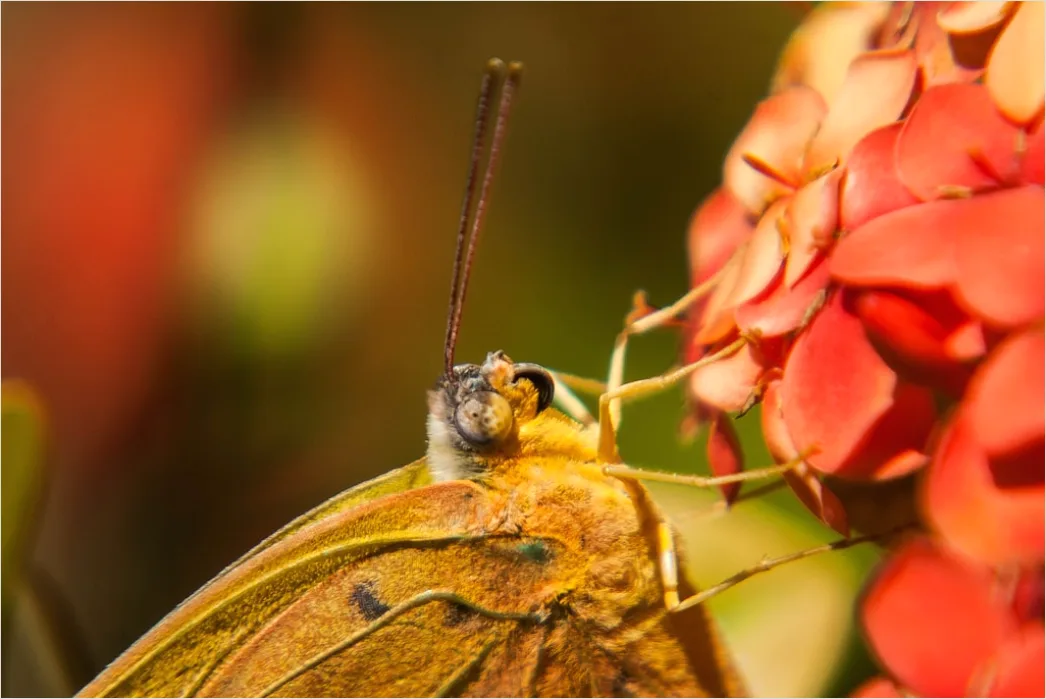 Detail Schmetterling Blume Makro Nahaufnahme Number 18