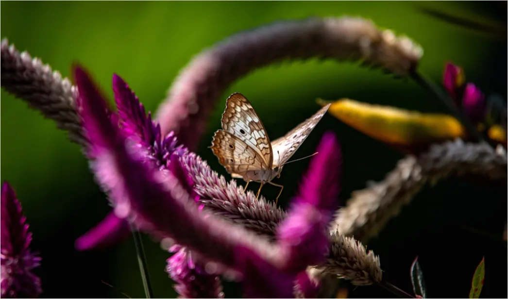 Detail Schmetterling Blume Makro Nahaufnahme Number 19