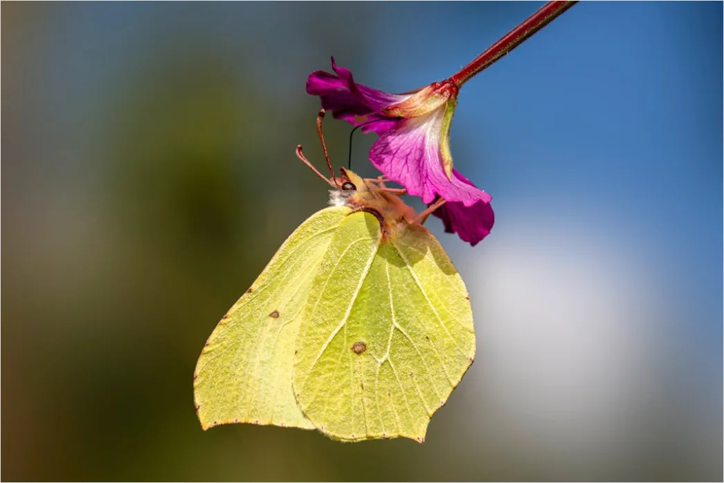 Detail Schmetterling Blume Makro Nahaufnahme Number 20