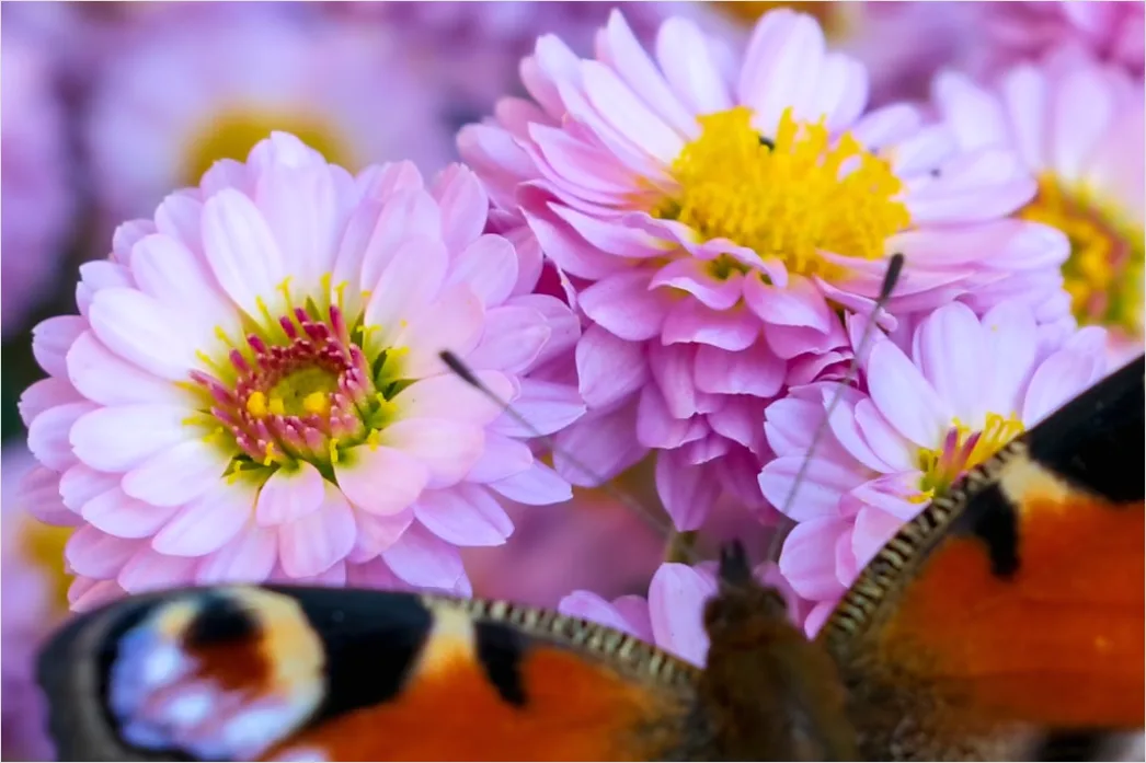 Detail Schmetterling Blume Makro Nahaufnahme Number 6