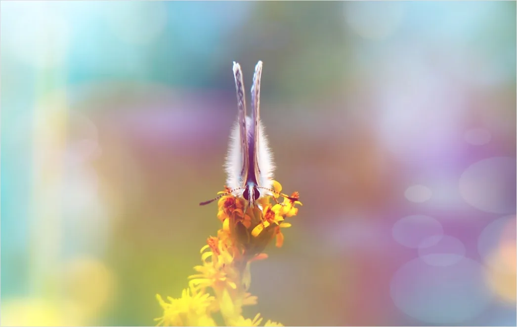Detail Schmetterling Blume Makro Nahaufnahme Number 7
