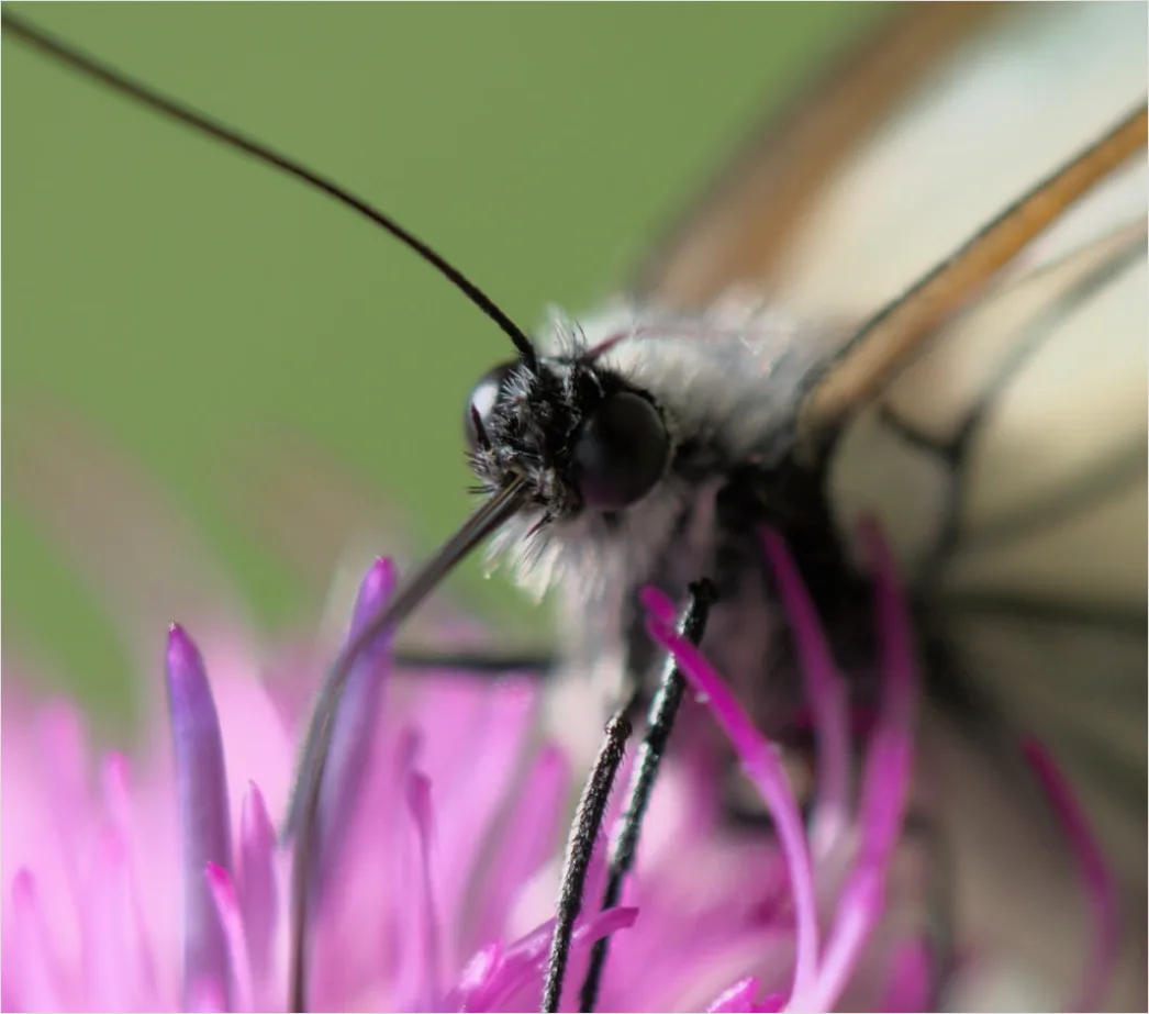 Detail Schmetterling Blume Makro Nahaufnahme Number 9