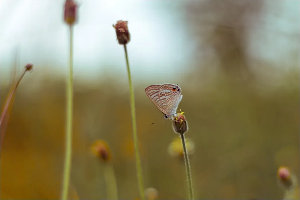Detail Schmetterling Blume Makro Nahaufnahme Number 10