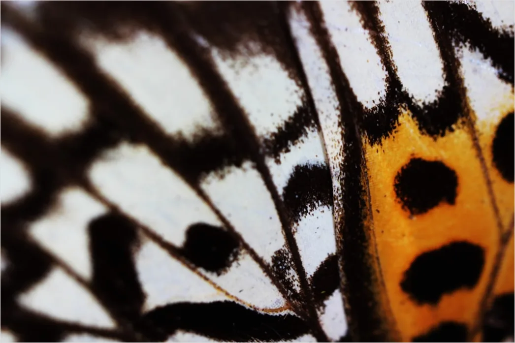 Schmetterling Makro Nahaufnahme Fluegel Muster 6823